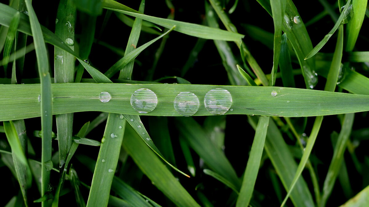 Капитошки с секретом - Владимир 
