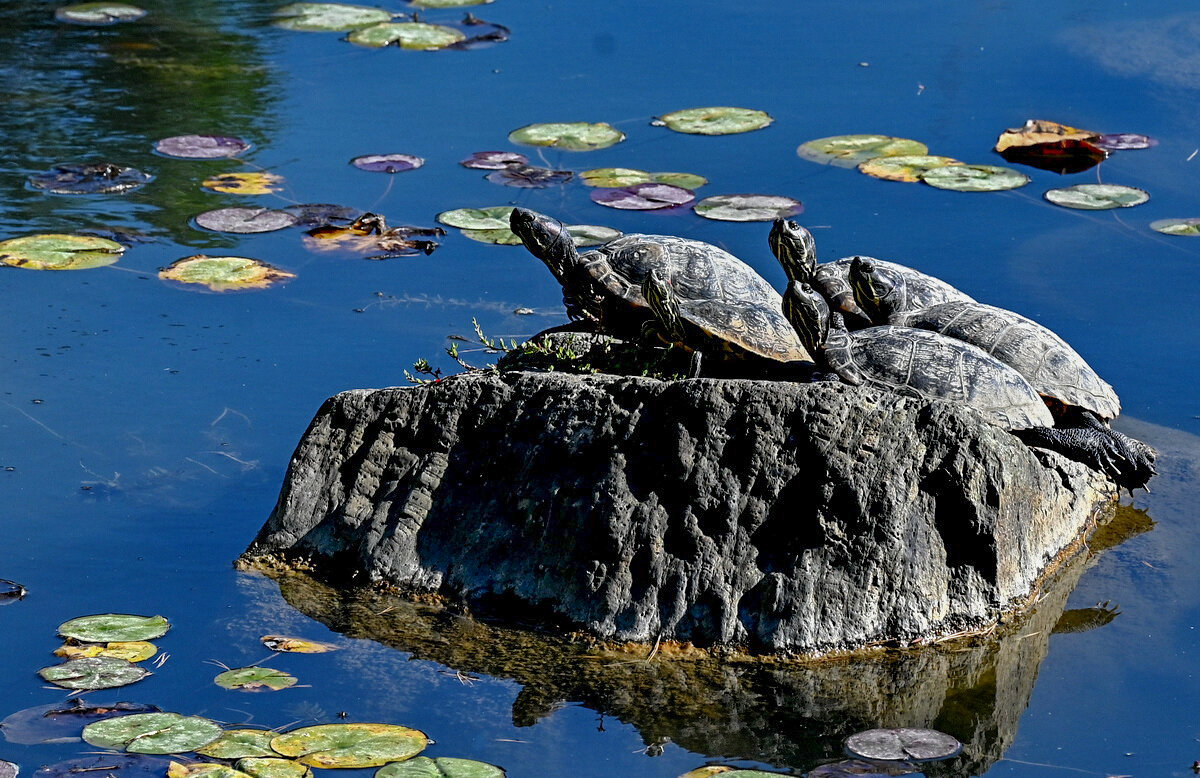 Мы на Солнышке лежим... - Николай Саржанов