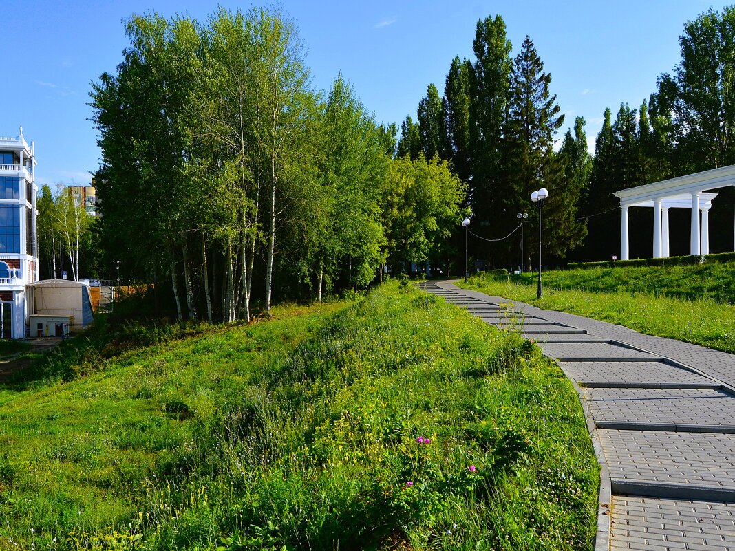 Чебоксары. Молодые берёзки вдоль дорожки этно-парка "Амазония". - Пётр Чернега