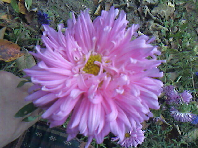 Астра махровая - Дмитрий Никитин