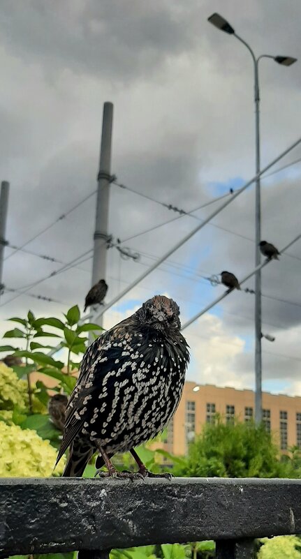 портрет молодого скворца - sv.kaschuk 