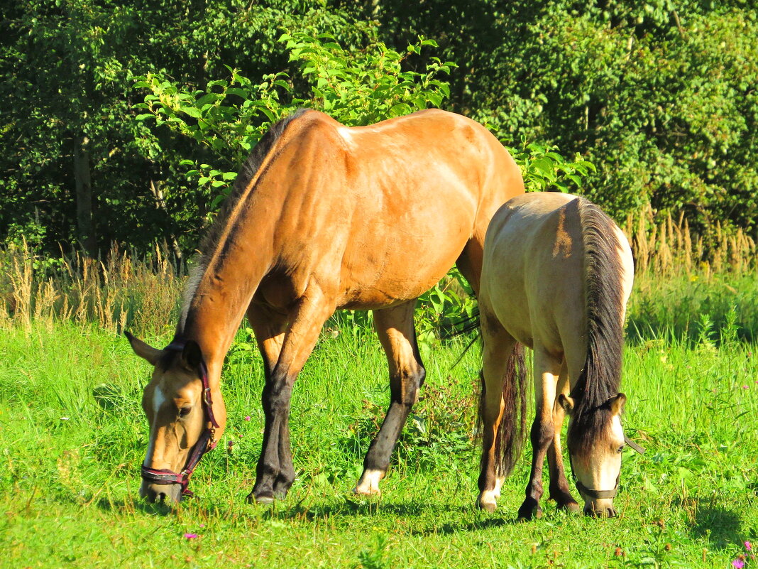 Лошадки - Андрей Снегерёв