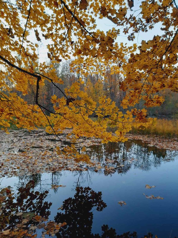 Старый пруд - Хватова Марина 