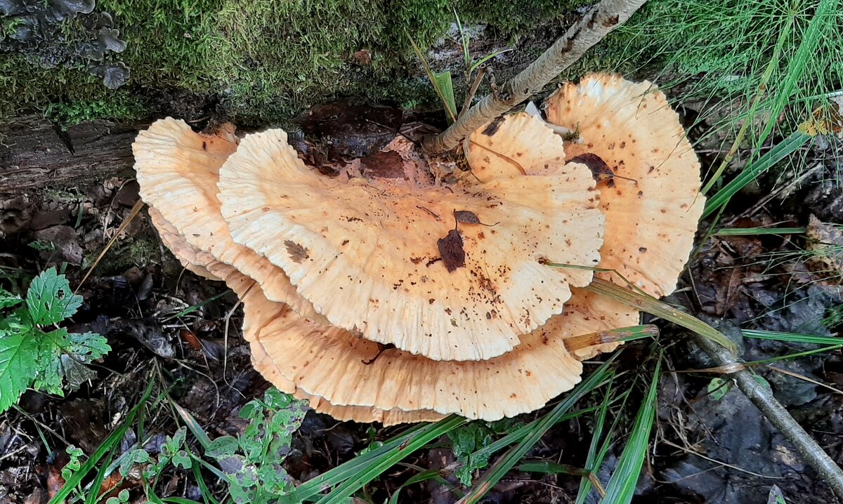 Про грибы - Наталья Герасимова