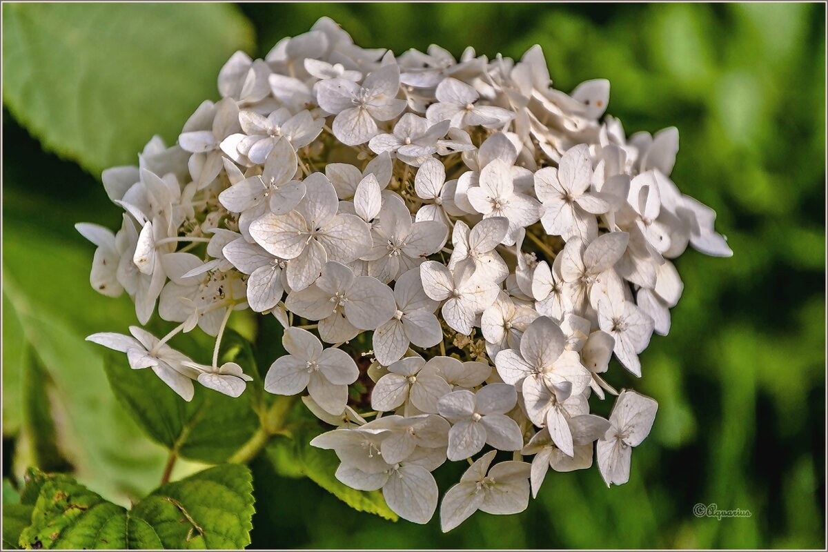 Про цветы - Aquarius - Сергей Про цветы - Aquarius - Сергей