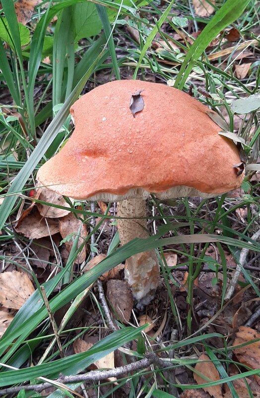 Про грибы - Наталья Герасимова