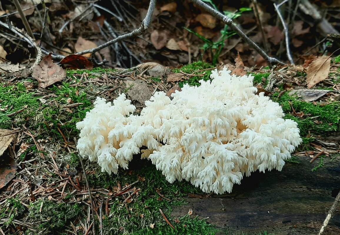 Про грибы - Наталья Герасимова