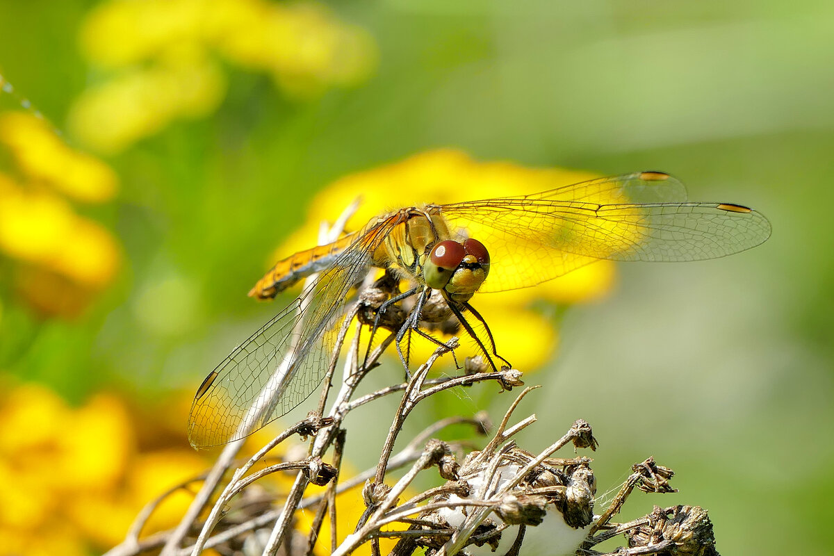 опять про стрекоз 19 - Александр Прокудин