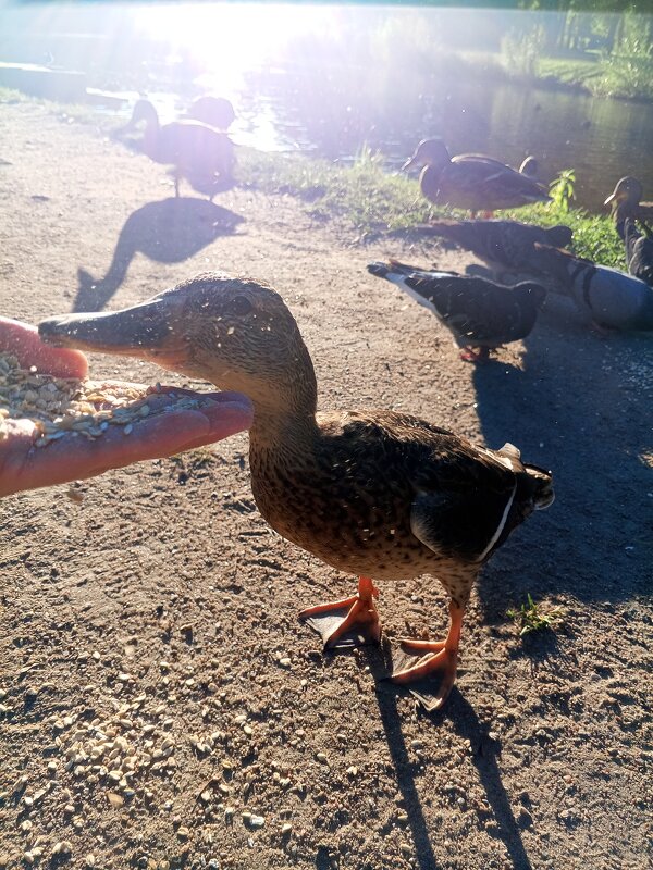 Утка - Сапсан 