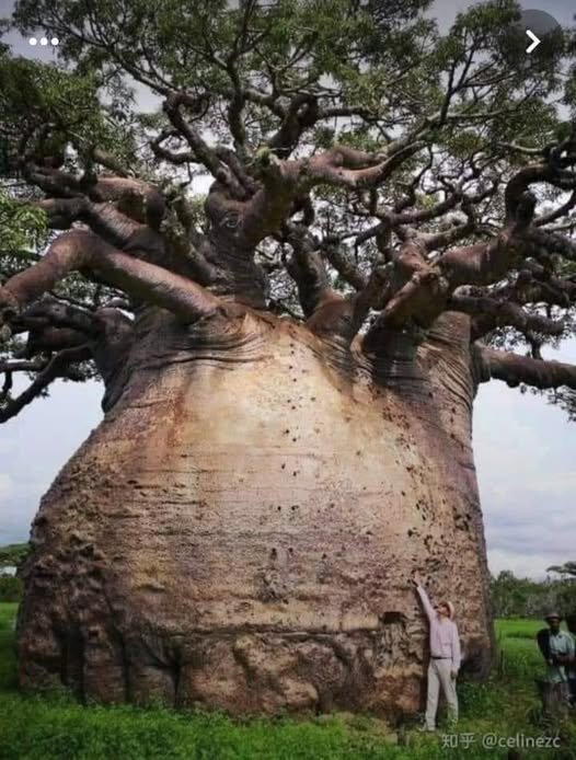 БАОБАБ - Валерий Кокорев БАОБАБ - Валерий Кокорев
