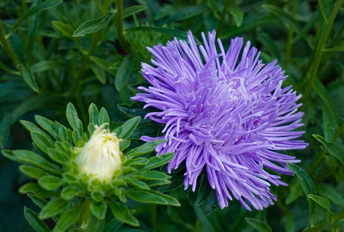 Цветы осени - Ольга 