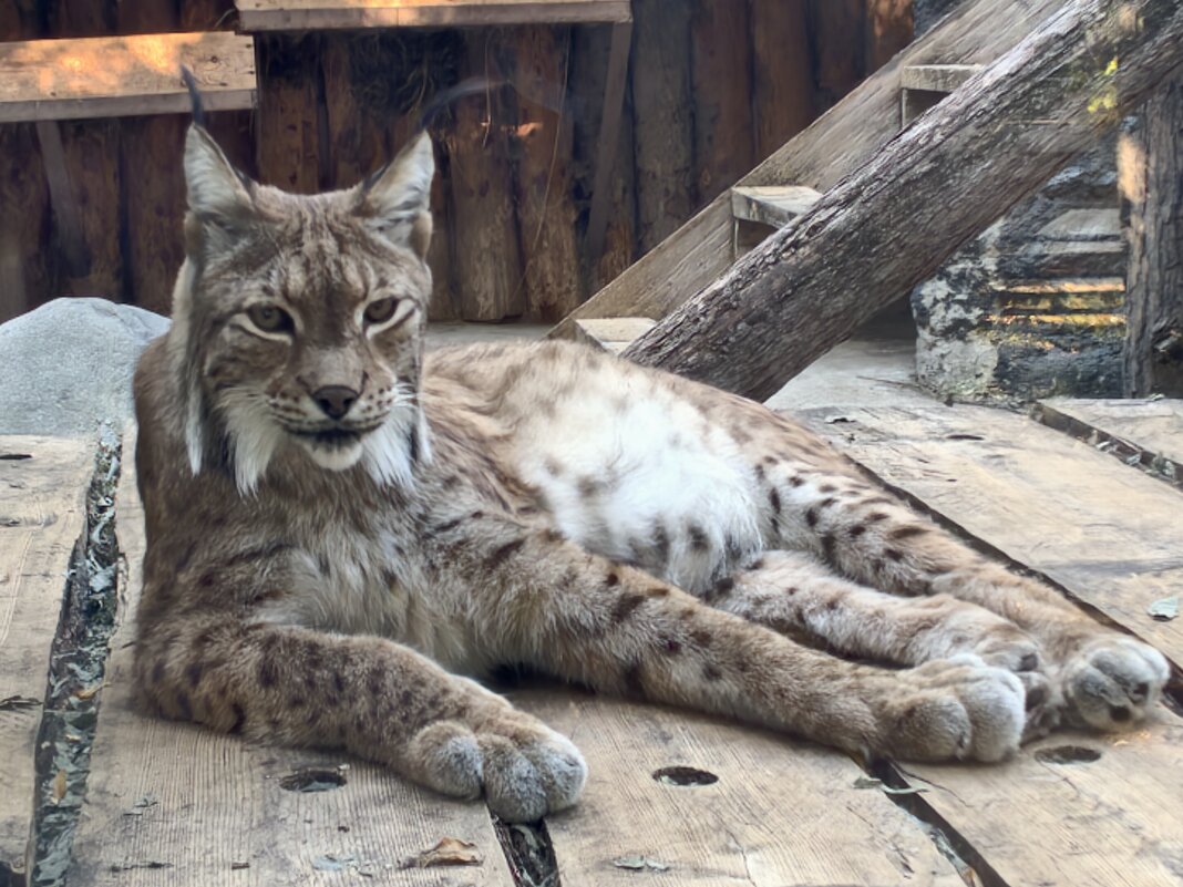 Рысь - <<< Наташа >>> Рысь - <<< Наташа >>>