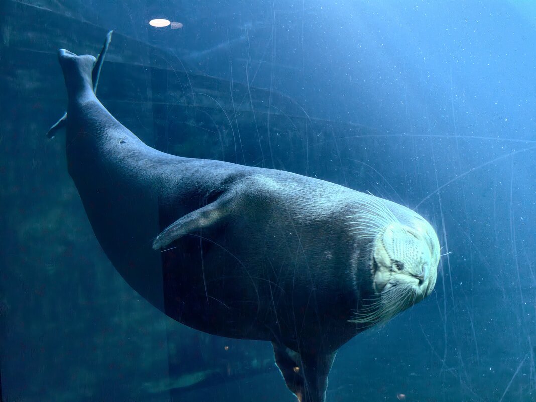 Ластоногие - <<< Наташа >>>