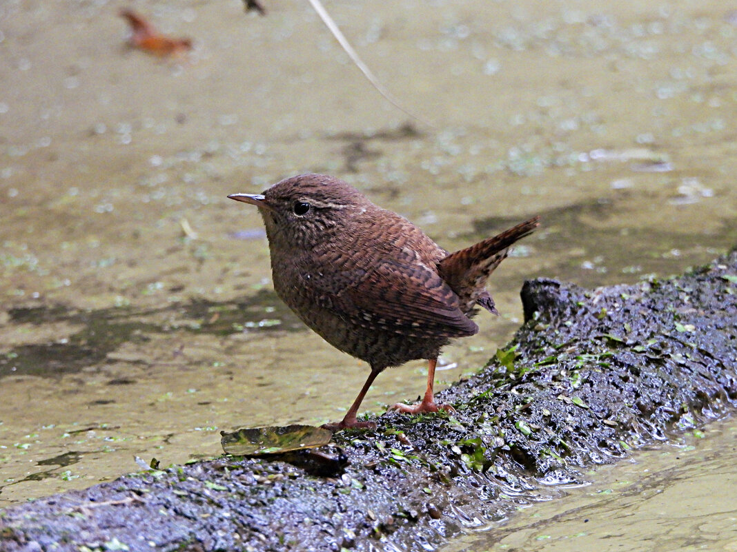 Крапивник - Лина 