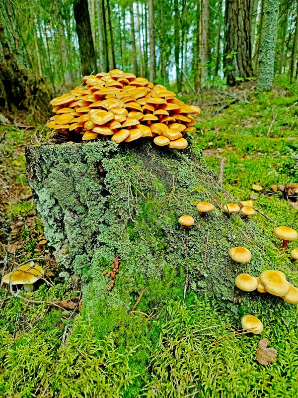 Урожайный пенек! - Vladimir Semenchukov Урожайный пенек! - Vladimir Semenchukov