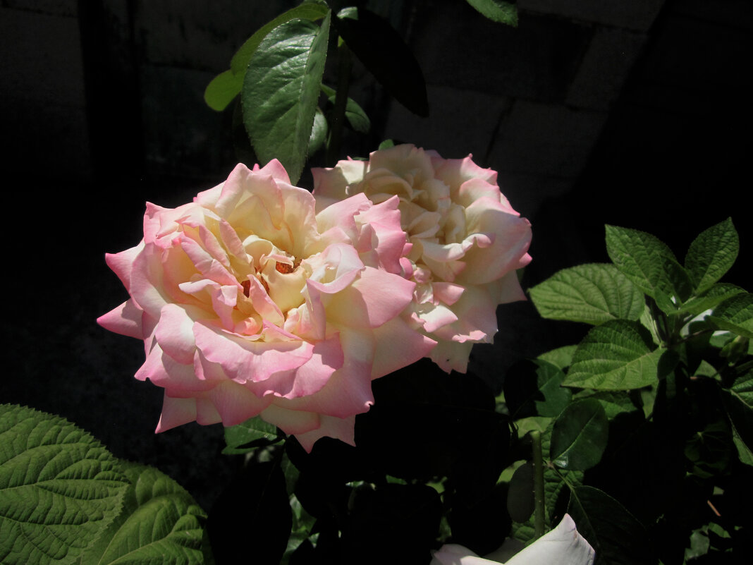 Глория  Дей - Валентин Семчишин