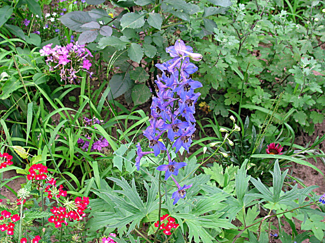 Цветы! - Владимир Драгунский