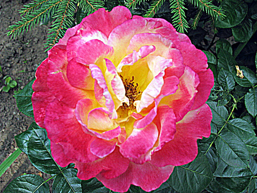 Цветы. - Владимир Драгунский Цветы. - Владимир Драгунский