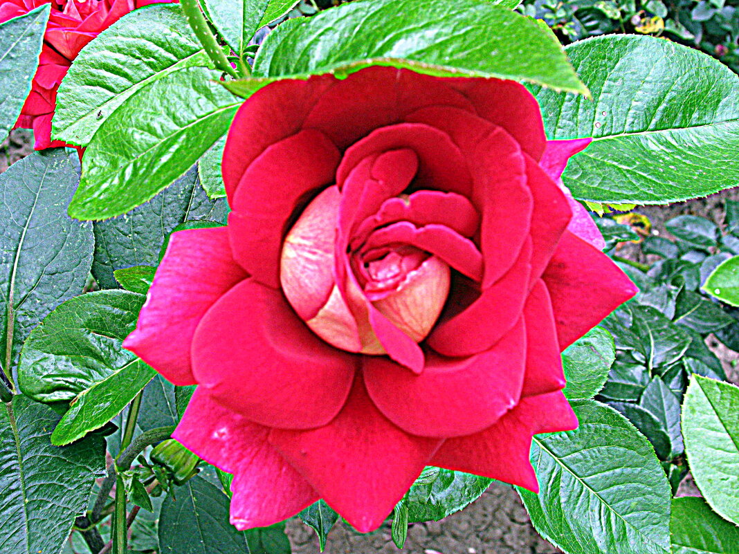 Цветы. - Владимир Драгунский