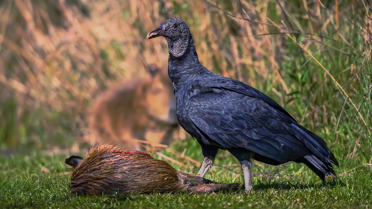 Американская чёрная катарта - Aleksey Afonin