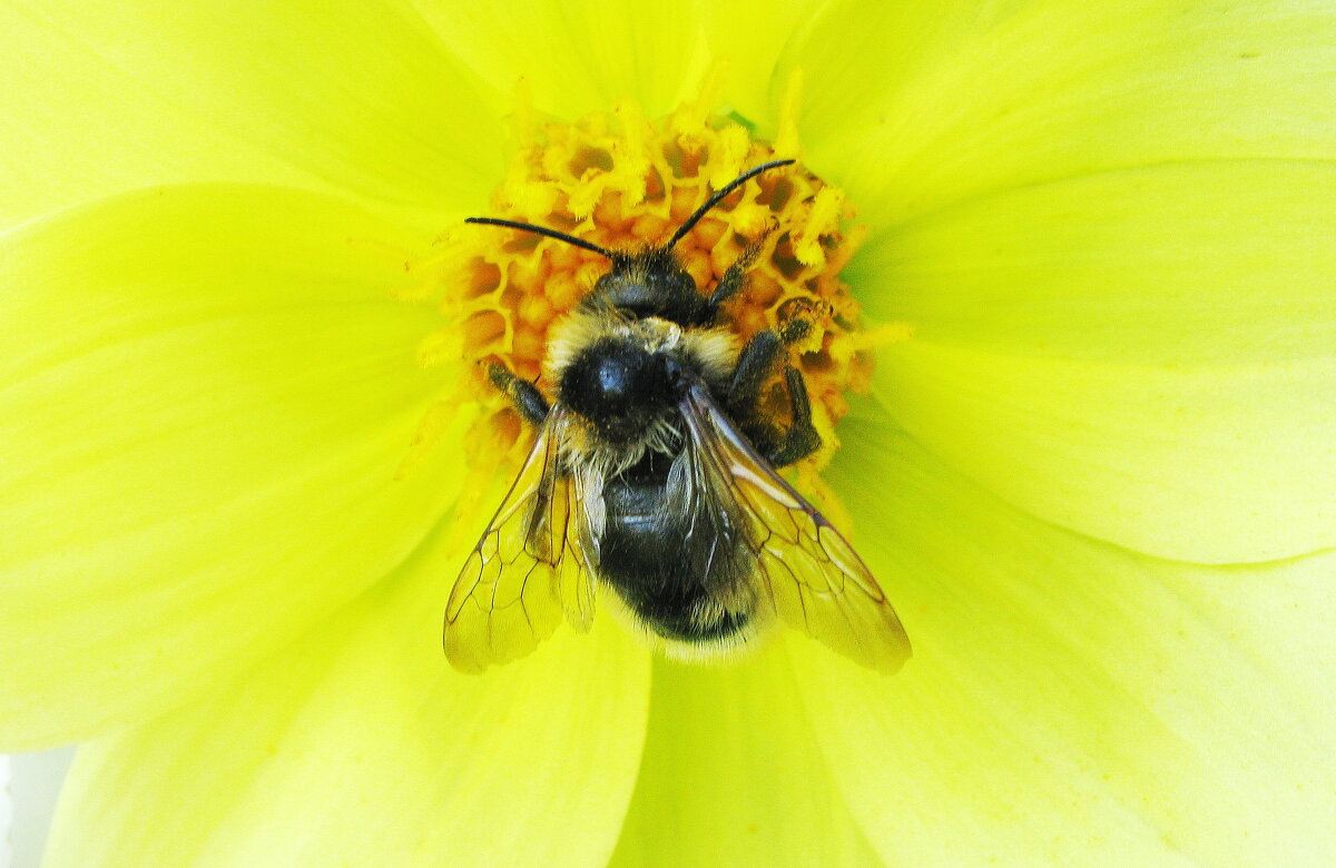 Трудяга - Людмила Смородинская Трудяга - Людмила Смородинская