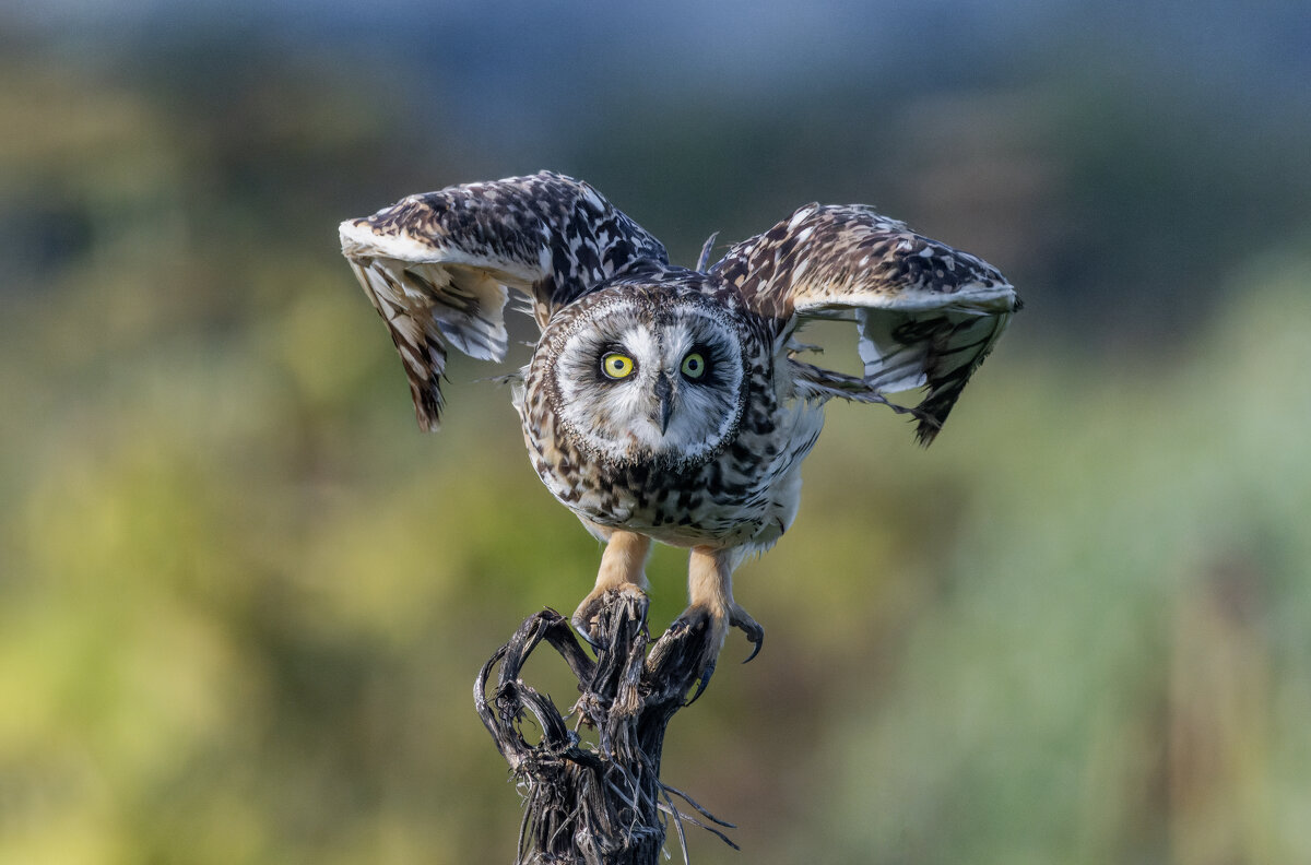 сова болотная. - юрий макаров