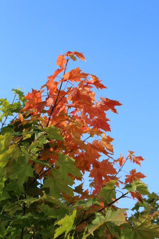 Осенняя перекраска - Ольга 