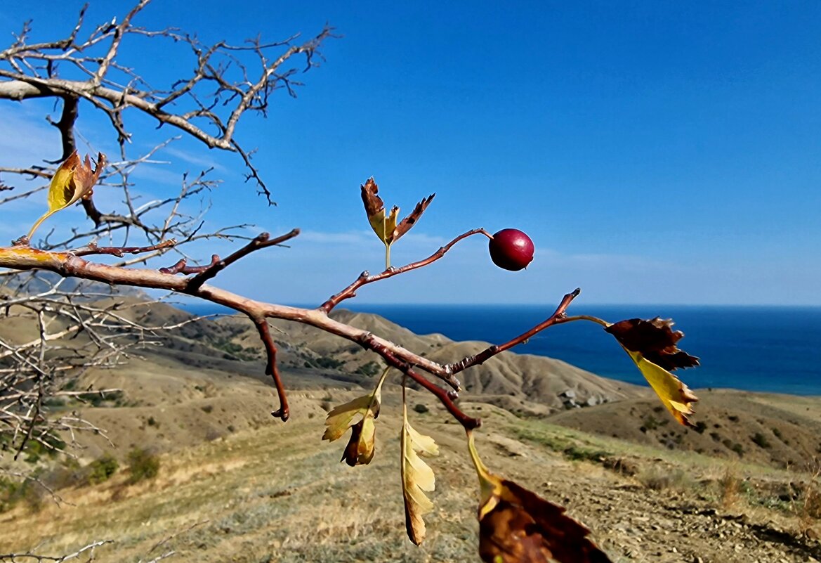 Ягодка на фоне моря - Мария Яковлева