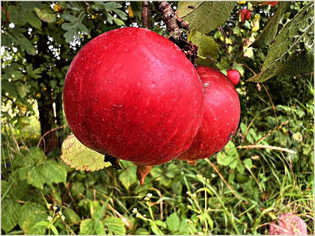 Лесные яблочки. - Валерия Комова