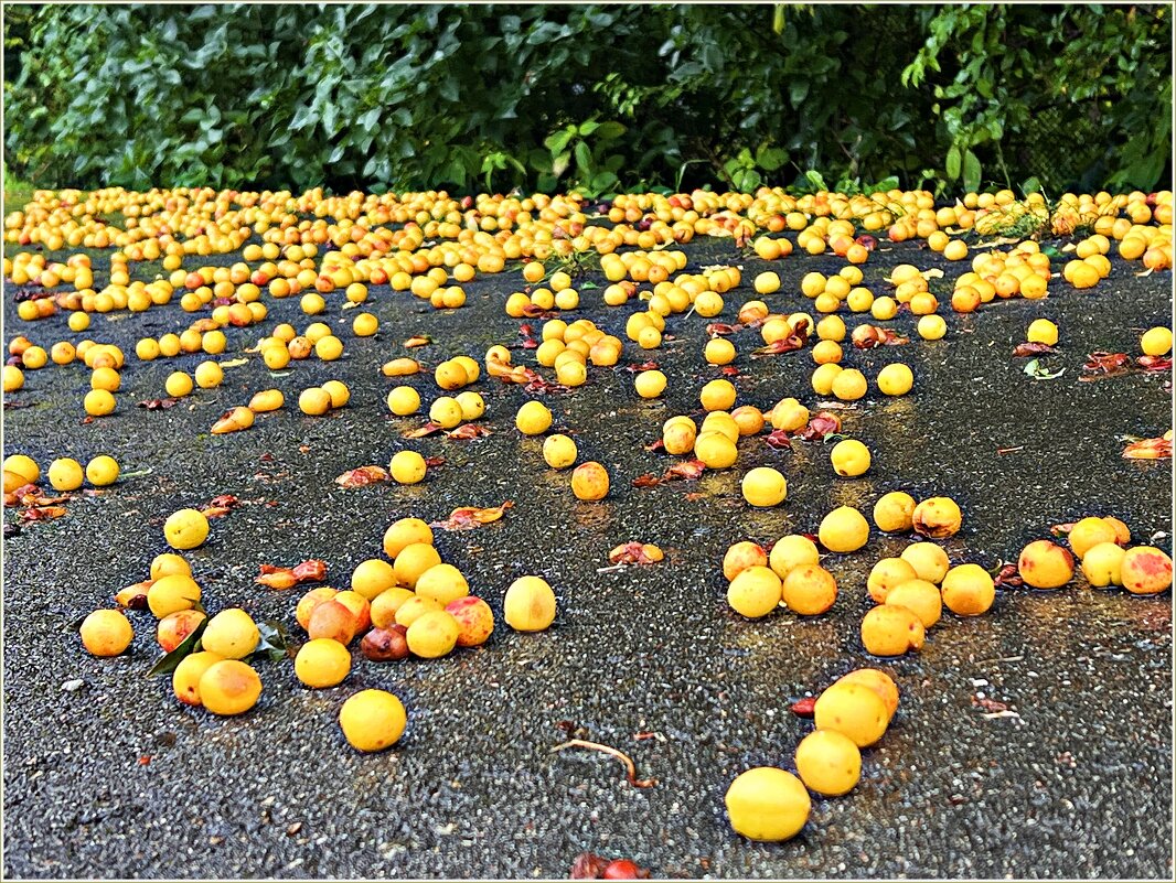 **** - Валерия Комова **** - Валерия Комова