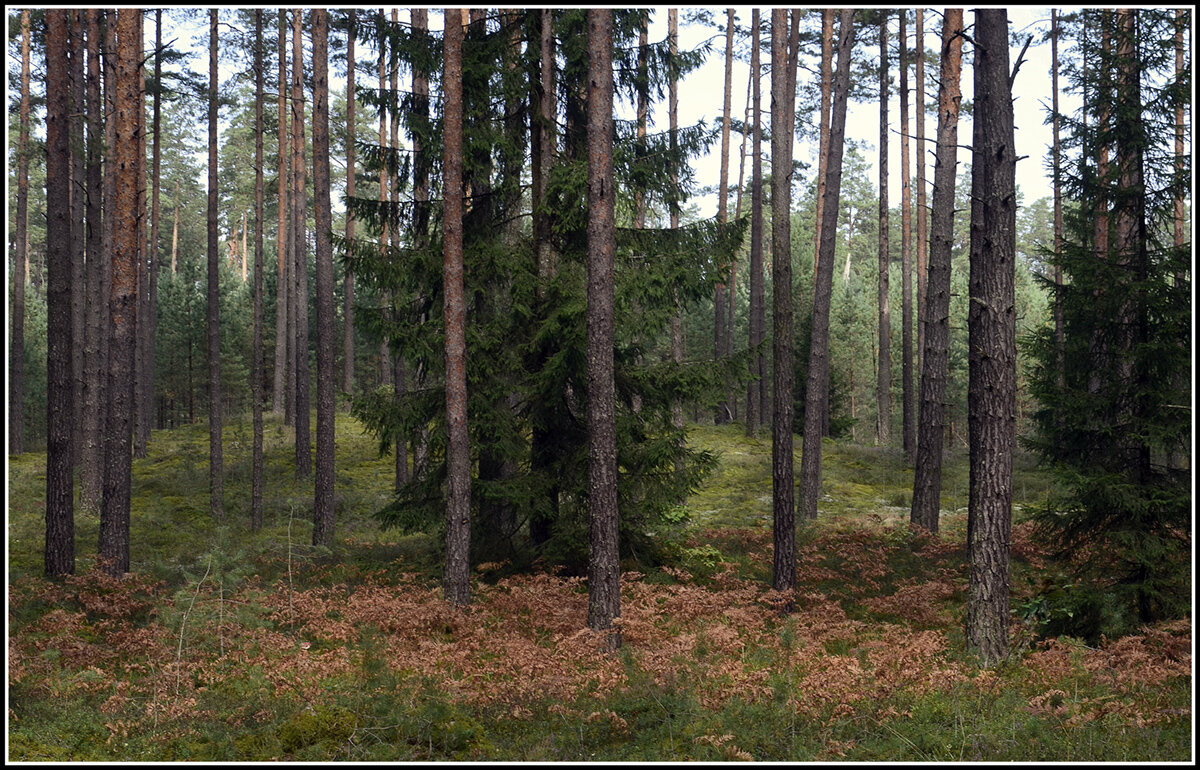 Вот и пришла осень в лес - Aleksandr Gal