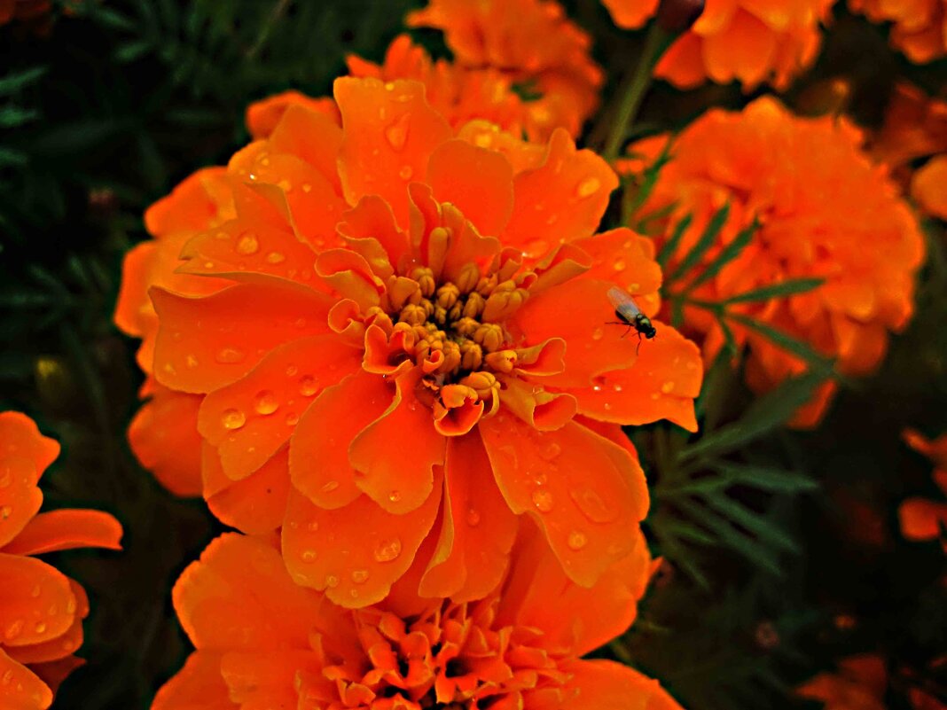 **** - Елена Семигина