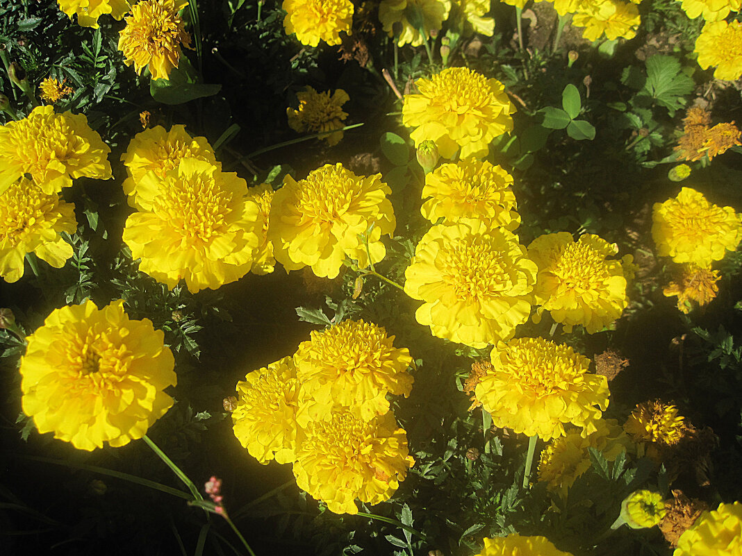 Солнечные - Елена Семигина