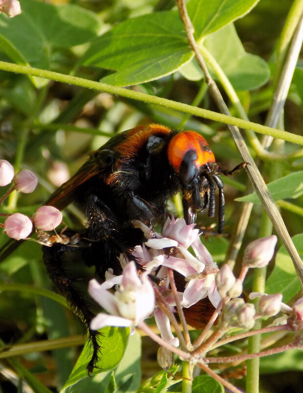 В подлеске... - Константин Штарк