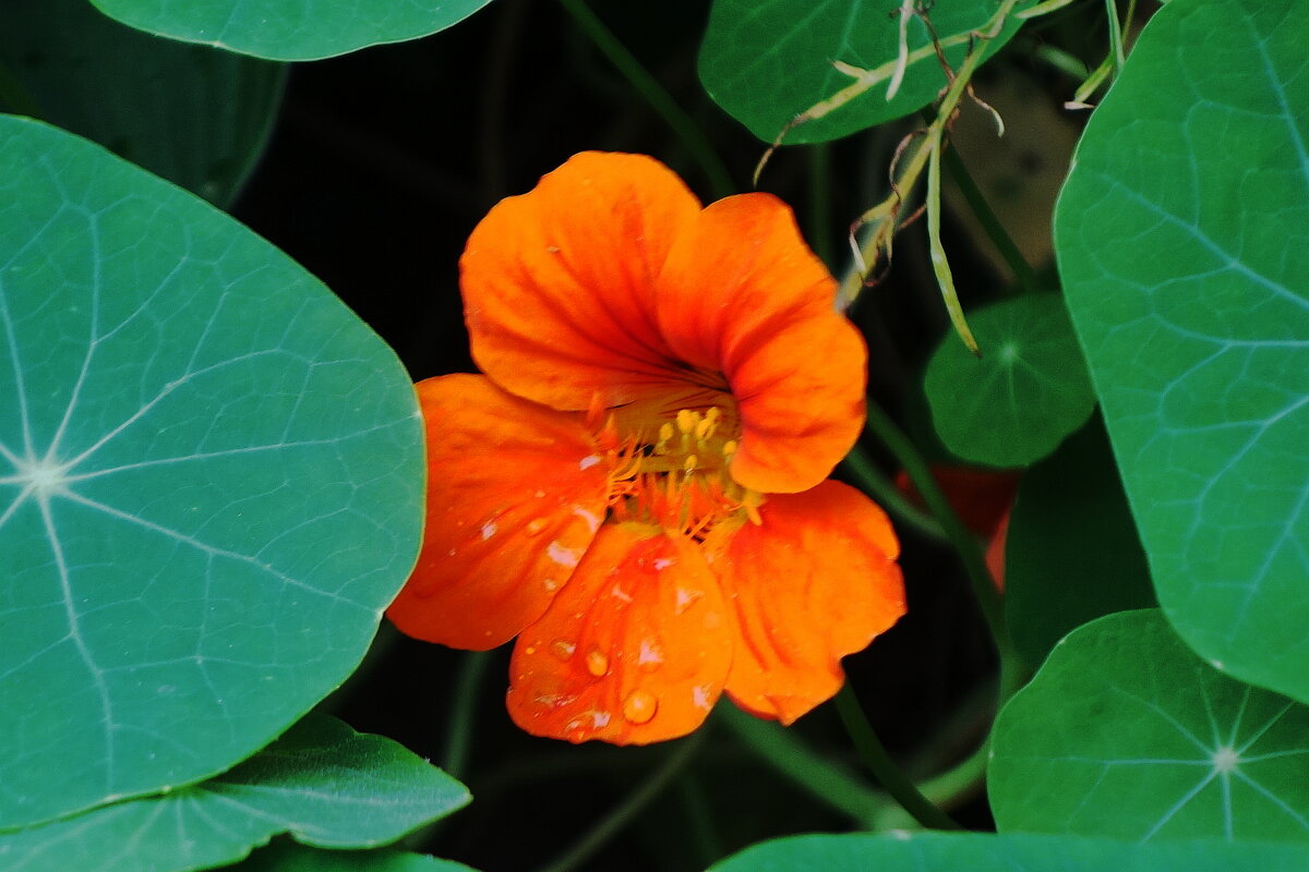 Настурция - Рита Симонова