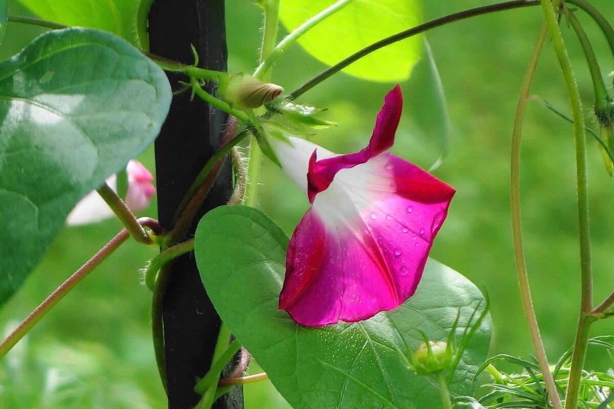 Ипомея - Рита Симонова