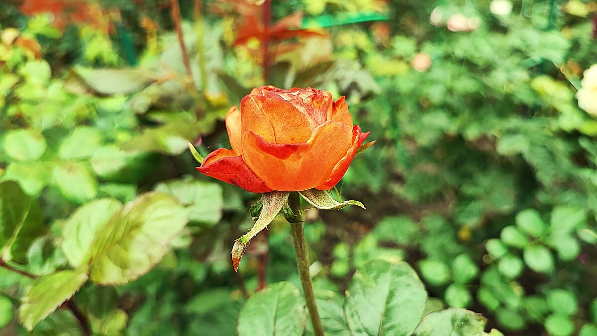 ,,, - Сергей Тимоновский