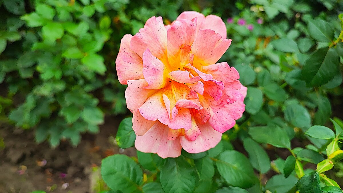 ,,, - Сергей Тимоновский