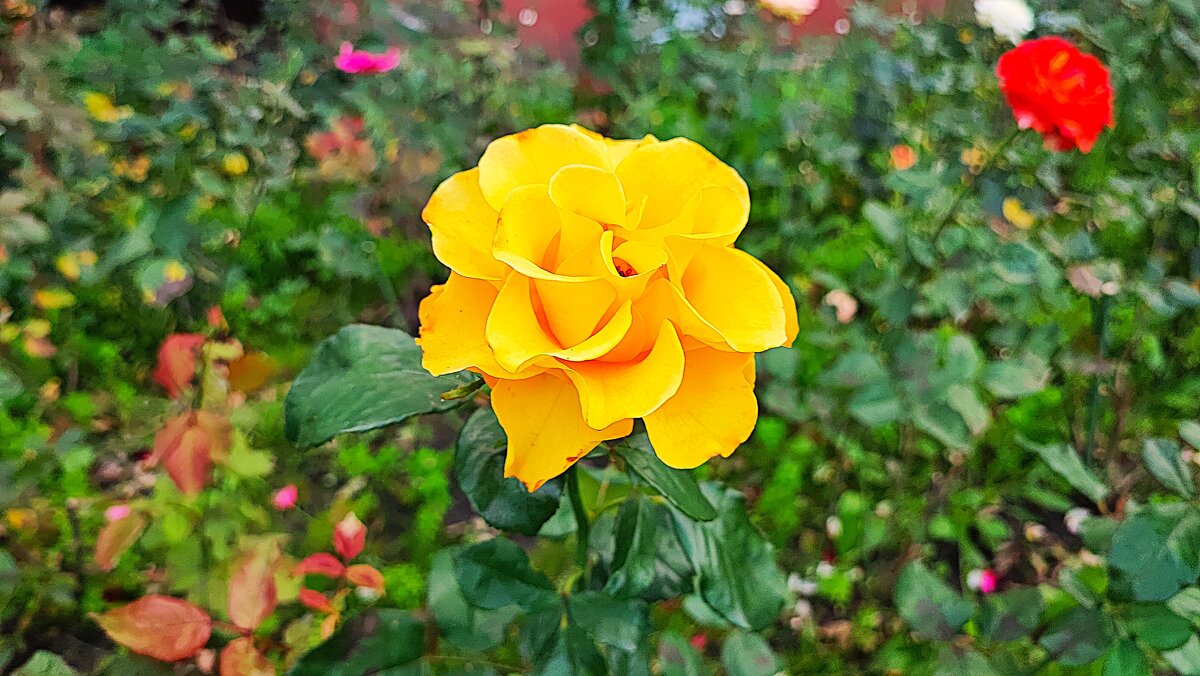 ,,, - Сергей Тимоновский