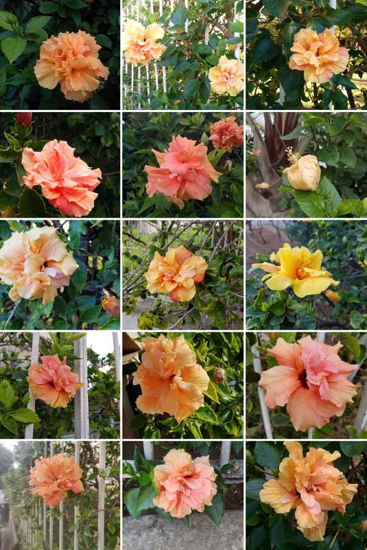 " - Светлана Хращевская