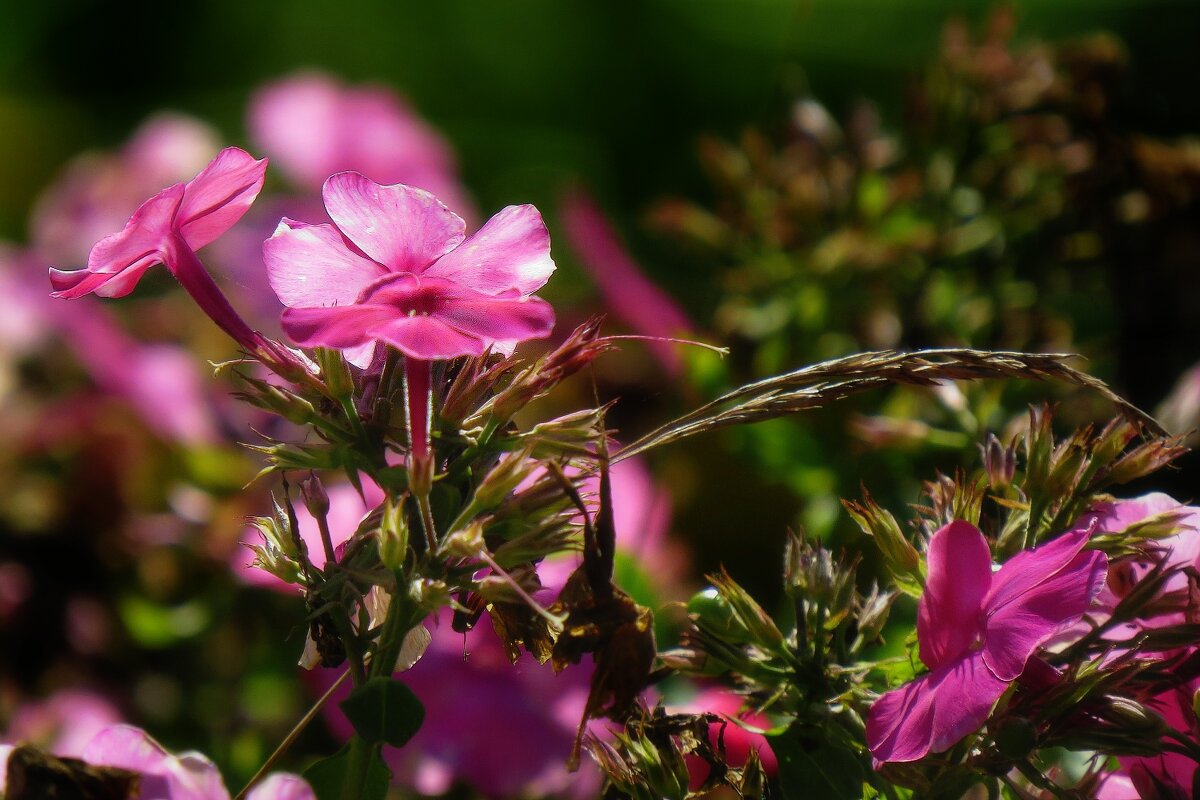 Прощальный поцелуй - Наталья Лакомова