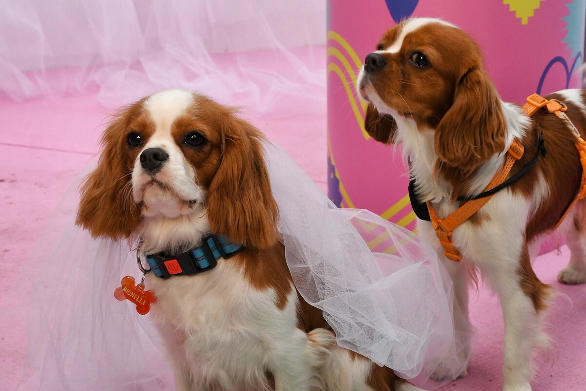 dog wedding - Vlad Dega aka Sashka Х dog wedding - Vlad Dega aka Sashka Х