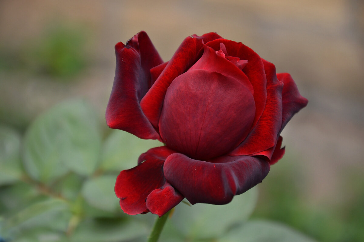 Королева - осенняя красавица... - Надежда Куркина 