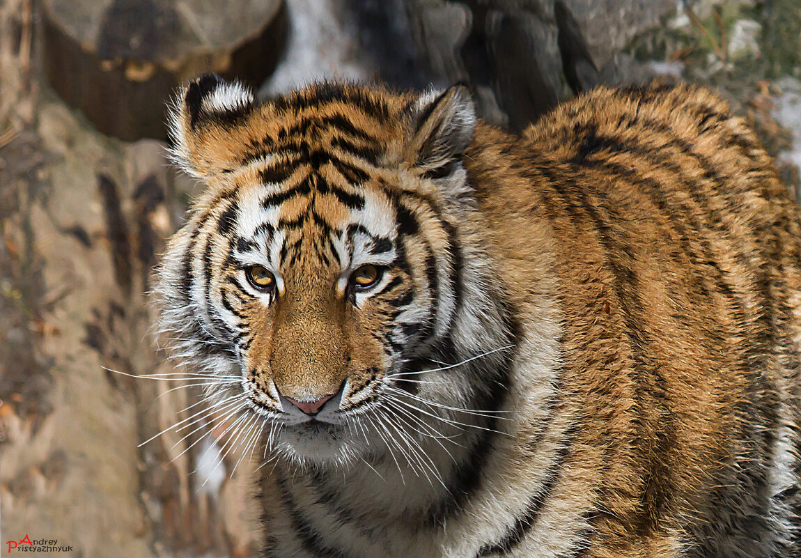 Тигра - Андрей Пристяжнюк