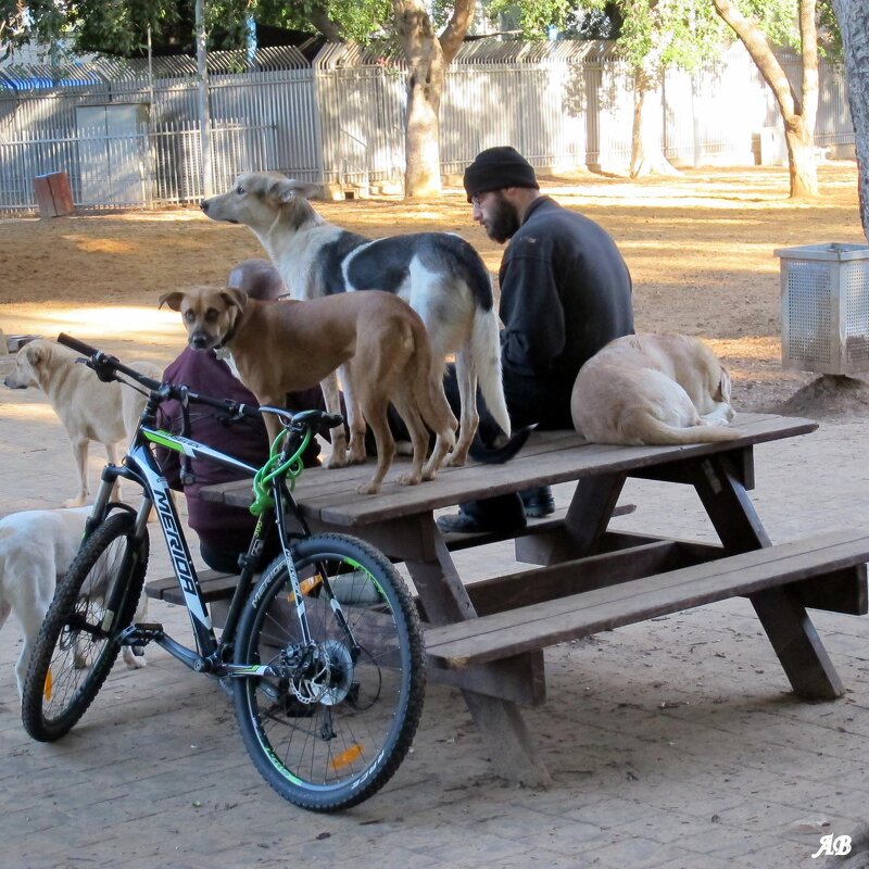 В собачем парке Тель-Авива - Аркадий Басович