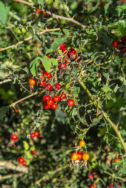 Осенний куст - Анатолий Чикчирный