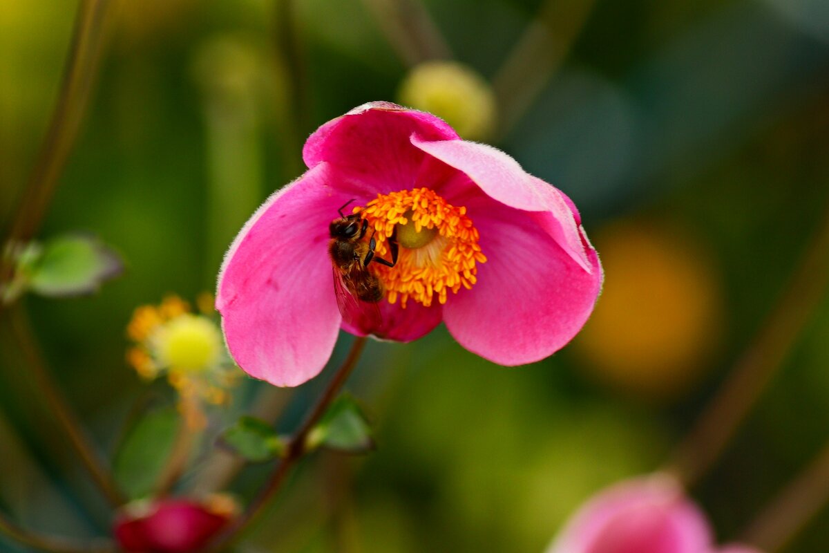 Сентябрьский сбор нектара - Юрий. Шмаков Сентябрьский сбор нектара - Юрий. Шмаков