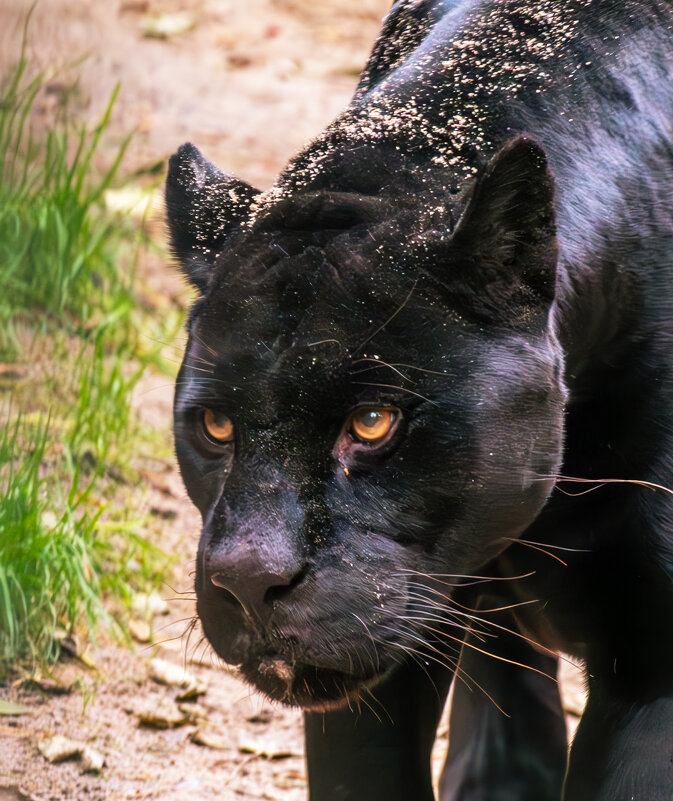 Чёрная пантера - Михаил Измайлов