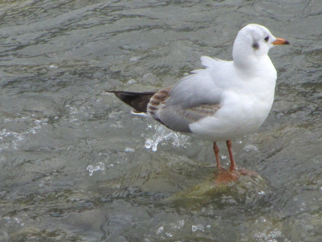 Так рыбки хочется ! - Валерий Так рыбки хочется ! - Валерий