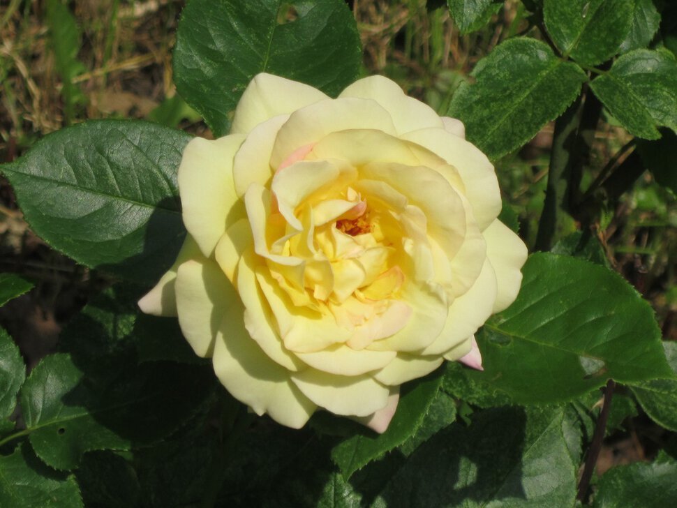 Розочка - Дмитрий Никитин